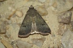 Agrotis