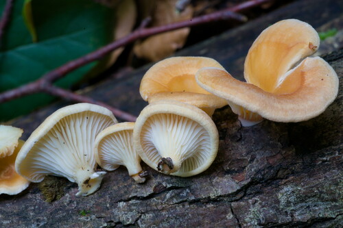 Neofavolus suavissimus (Fr.) Seelan, Justo & Hibbett