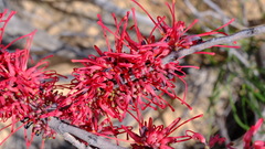 Hakea orthorrhyncha