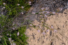 Scholtzia uberiflora