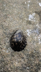 Nerita albicilla