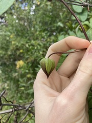 Calystegia silvatica