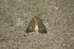 Caradrina flavirena