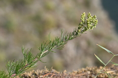 Artemisia commutata