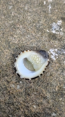 Nerita albicilla