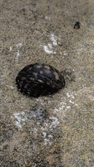 Nerita albicilla
