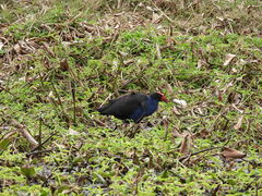 Porphyrio melanotus