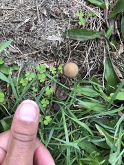Panaeolus cinctulus
