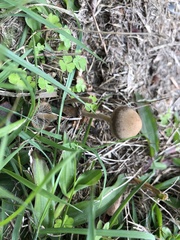 Panaeolus cinctulus