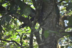 Centropus sinensis