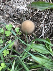 Panaeolus cinctulus