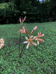 Lycoris radiata