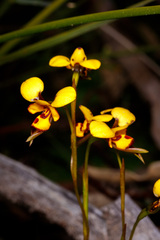 Diuris laxiflora