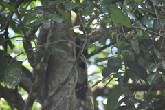 Centropus sinensis