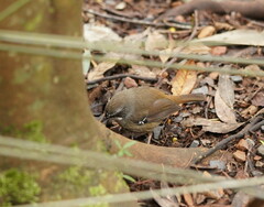 Sericornis frontalis