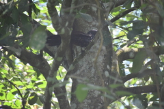 Centropus sinensis