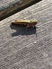 Omocestus viridulus