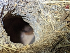 Aphonopelma eutylenum