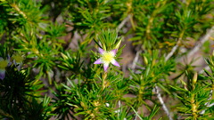 Calytrix depressa