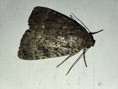 Amphipyra