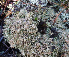 Cladonia strepsilis
