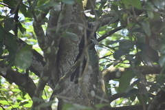 Centropus sinensis