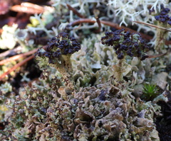 Cladonia strepsilis
