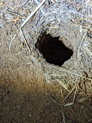 Aphonopelma eutylenum