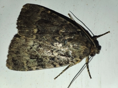 Amphipyra