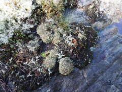 Cladonia strepsilis