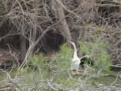 Anhinga novaehollandiae