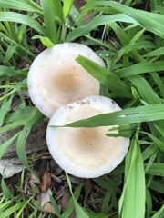 Agrocybe praecox
