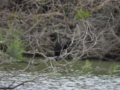 Phalacrocorax sulcirostris