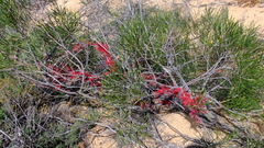 Hakea orthorrhyncha