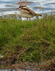 Elseyornis melanops