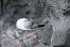 Fulmarus glacialis
