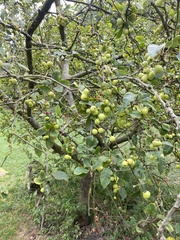 Malus baccata