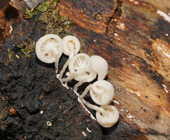 Marasmiellus candidus