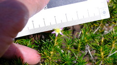 Calytrix depressa