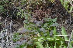 Thalictrum foetidum