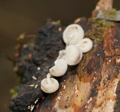 Marasmiellus candidus