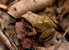 Arthroleptis stenodactylus