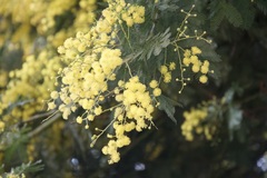 Acacia