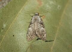 Meganola strigula