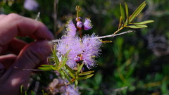 Melaleuca radula