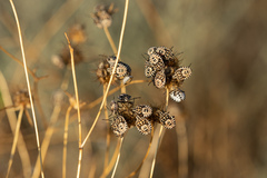 Codophila varia