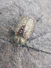 Cheirotonus macleayi