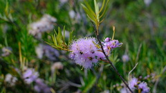 Melaleuca radula