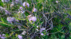 Melaleuca radula