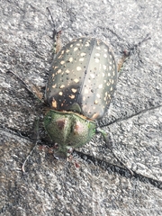 Cheirotonus macleayi